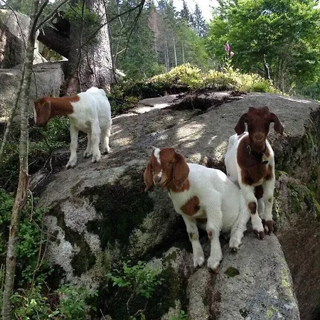 Feriehus Belchenblick - Kehrwieder Todtnauberg